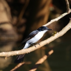 Myiagra inquieta (Restless Flycatcher) at Teven, NSW - 28 May 2021 by MB