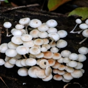 Filoboletus manipularis at Nightcap, NSW - 30 May 2021