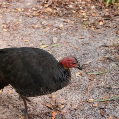 Alectura lathami (Australian Brush-turkey) at Byron Bay, NSW - 31 May 2021 by MB