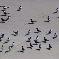 Thalasseus bergii (Crested Tern) at Byron Bay, NSW - 31 May 2021 by MB