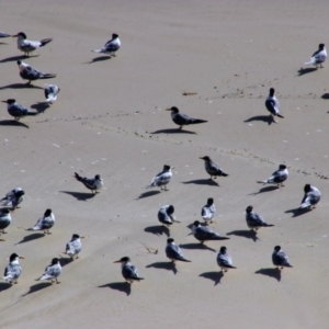 Thalasseus bergii at Byron Bay, NSW - 31 May 2021