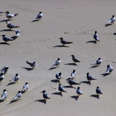 Thalasseus bergii (Crested Tern) at Byron Bay, NSW - 31 May 2021 by MB