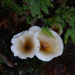 Unverified Fungus at Border Ranges, NSW - 4 Jun 2021 by MB