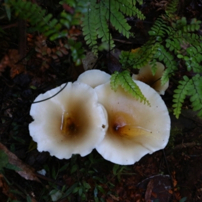 Unidentified Fungus at Border Ranges, NSW - 4 Jun 2021 by MB