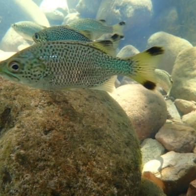 Unidentified Native Fish at Hinchinbrook, QLD - 2 Aug 2021 by MB