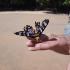 Dysphania numana (Four O'Clock Moth) at Hinchinbrook, QLD - 5 Aug 2021 by MB