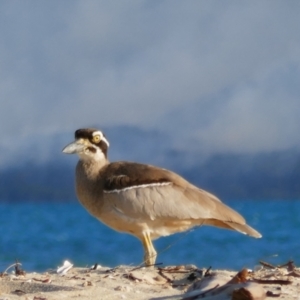 Esacus magnirostris at Hinchinbrook, QLD - 5 Aug 2021