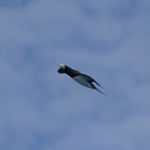Sula leucogaster at Hinchinbrook, QLD - 6 Aug 2021 09:23 PM
