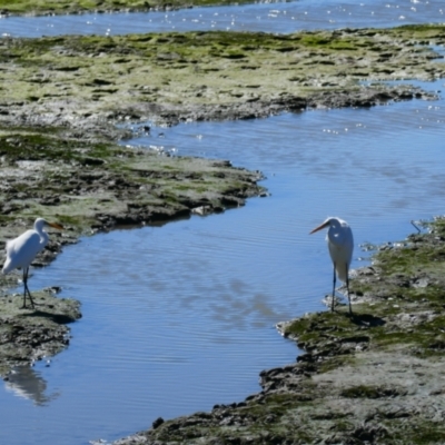 Ardea alba (Great Egret) at Cairns City, QLD - 29 Jul 2021 by MB