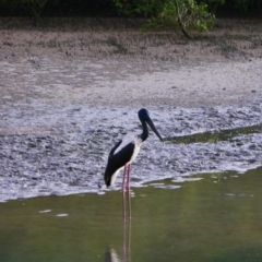 Ephippiorhynchus asiaticus (Black-necked Stork) at Cairns North, QLD - 29 Jul 2021 by MB