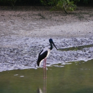 Ephippiorhynchus asiaticus at Cairns North, QLD - suppressed