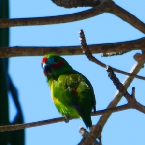 Cyclopsitta diophthalma at Wongaling Beach, QLD - 31 Jul 2021