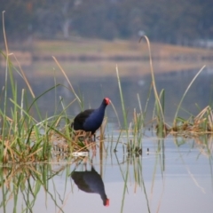 Porphyrio melanotus (Australasian Swamphen) at Greenway, ACT - 3 Sep 2021 by MB