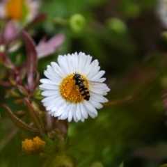 Syrphini (tribe) (Unidentified syrphine hover fly) at Richardson, ACT - 27 Sep 2021 by MB