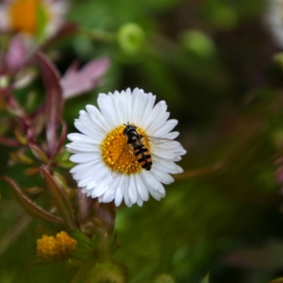 Syrphini sp. (tribe) (Unidentified syrphine hover fly) at Richardson, ACT - 27 Sep 2021 by MB