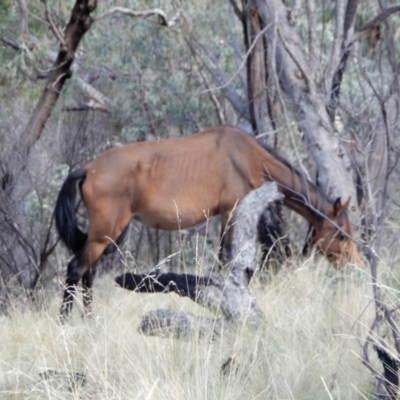 Equus caballus (Horse, Feral Horse) at Ingeegoodbee, NSW - 16 Mar 2018 by Paul4K