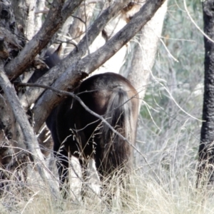 Equus caballus at Ingeegoodbee, NSW - suppressed