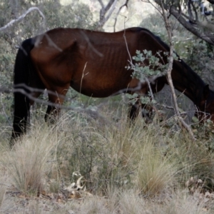 Equus caballus at Ingeegoodbee, NSW - suppressed