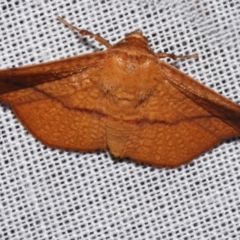 Aglaopus pyrrhata (Leaf Moth) at Sheldon, QLD - 9 Mar 2024 by PJH123