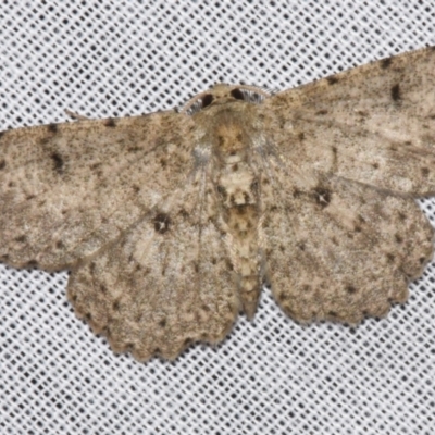 Catoria hemiprosopa (A Geometer moth (Ennominae)) at Sheldon, QLD - 9 Mar 2024 by PJH123