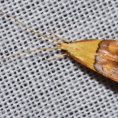 Crocanthes prasinopis (A Curved -horn moth) at Sheldon, QLD - 8 Mar 2024 by PJH123