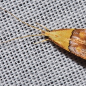 Crocanthes prasinopis at Sheldon, QLD - 8 Mar 2024