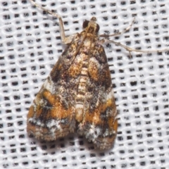 Elophila responsalis (Acentropinae, Crambidae) at Sheldon, QLD - 8 Mar 2024 by PJH123