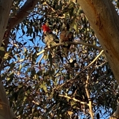 Callocephalon fimbriatum (Gang-gang Cockatoo) at Bruce, ACT - 29 Jul 2024 by Hannah