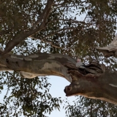 Eolophus roseicapilla (Galah) at Lawson, ACT - 29 Jul 2024 by mroseby