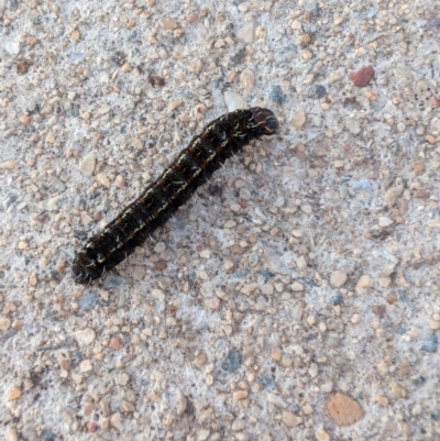 Apina callisto (Pasture Day Moth) at Lawson, ACT - 29 Jul 2024 by mroseby