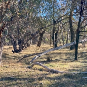 Pyrrholaemus sagittatus at Hall, ACT - 27 Jul 2024