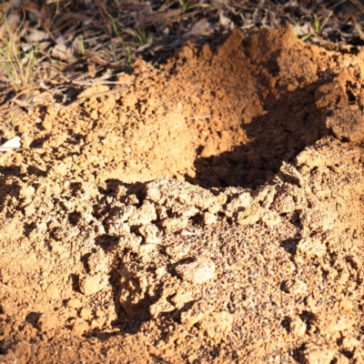 Tachyglossus aculeatus (Short-beaked Echidna) at O'Connor, ACT - 29 Jul 2024 by ConBoekel