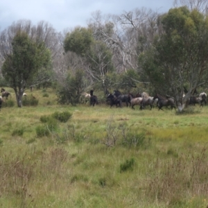 Equus caballus at Gooandra, NSW - 26 Jan 2024