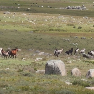 Equus caballus at Gooandra, NSW - suppressed