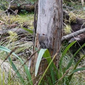 Climacteris erythrops at Kambah, ACT - 22 Jul 2024