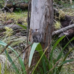 Climacteris erythrops at Kambah, ACT - 22 Jul 2024