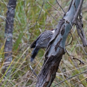 Climacteris erythrops at Kambah, ACT - 22 Jul 2024