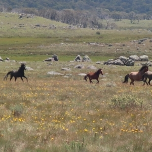 Equus caballus at Gooandra, NSW - 26 Jan 2024