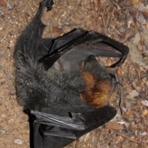 Pteropus poliocephalus at Kaleen, ACT - 29 Jul 2024