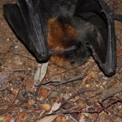 Pteropus poliocephalus at Kaleen, ACT - 29 Jul 2024