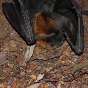 Pteropus poliocephalus at Kaleen, ACT - suppressed