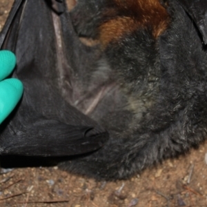 Pteropus poliocephalus at Kaleen, ACT - 29 Jul 2024