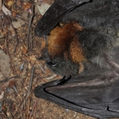 Pteropus poliocephalus at Kaleen, ACT - suppressed