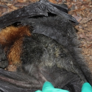 Pteropus poliocephalus at Kaleen, ACT - 29 Jul 2024