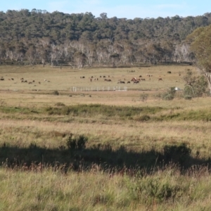 Equus caballus at Gooandra, NSW - 27 Jan 2024