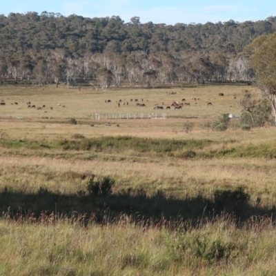 Equus caballus (Brumby, Wild Horse) at Gooandra, NSW - 27 Jan 2024 by LindaGroom