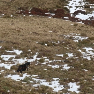 Equus caballus at Jacobs River, NSW - suppressed