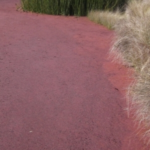 Azolla pinnata at Strathnairn, ACT - 27 Jul 2024