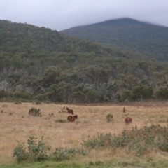 Equus caballus (Brumby, Wild Horse) at Cooleman, NSW - 27 Apr 2022 by LindaGroom