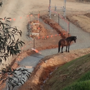 Equus caballus at Gooandra, NSW - 28 Mar 2022